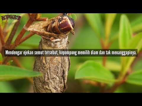 kupu kupu berhati mulia. (cerita kanak2)