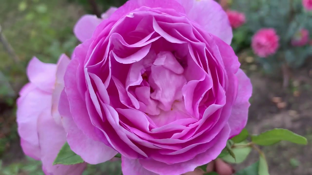 Роза Saphir, Rosen Tantau, 2015