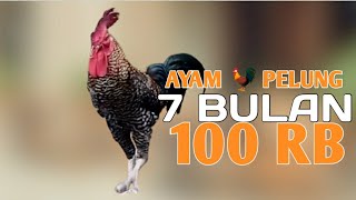 Download lagu AYAM PELUNG HARGA 100 RIBU 7 BULAN  EMANG ADA ?? mp3