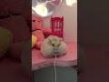 Fat Hamster Shorts Hamster Cute Funny