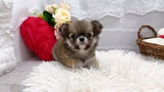 チワワ（ロング）の動画01