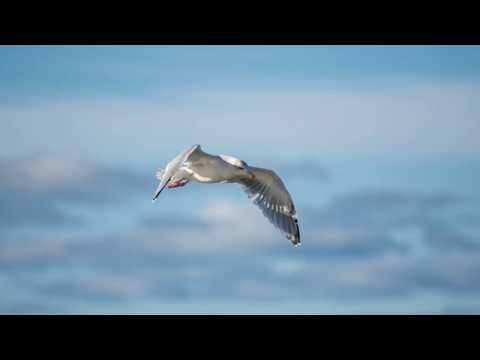 Neil Diamond · Lonely Looking Sky · with Lyric