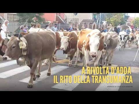 La transumanza nelle vie di Rivolta d'Adda