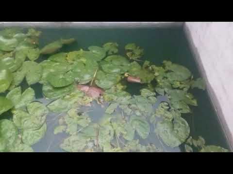 My natural pond after winter