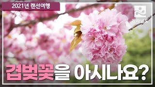 [랜선여행] 순천 선암사 겹벚꽃 (왕벚꽃)