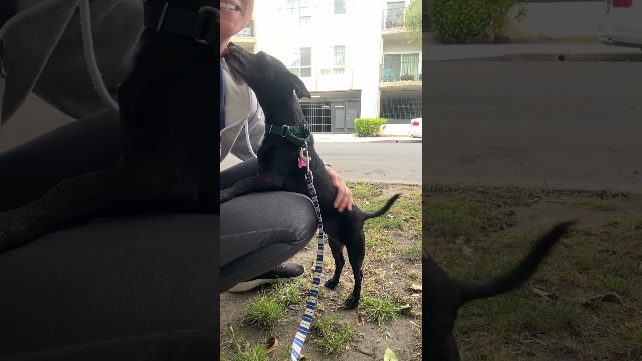 Prada, a Adoptable Chihuahua in Los Angeles, CA video 6/6