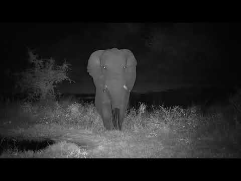 Djuma: Lone Elephant bull - 02:214 - 04/23/21