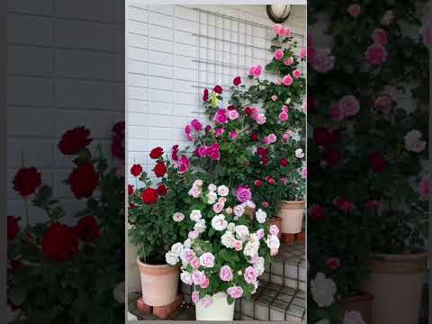 バラの生垣をデザインして植える方法は次のとおりです 植物