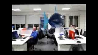 Air Swimmers Flying Fish in the Glasgow Office! Flying Shark