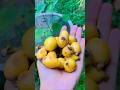 Tastiest fruit in the world 😍 LOQUAT 😋🍈 #fruit #short