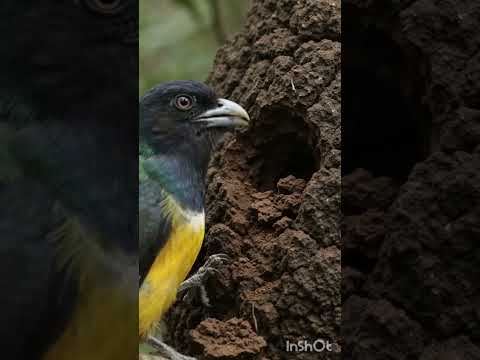 Surucuá fazendo ninho /  Amazônia Selvagem / Boca do Acre