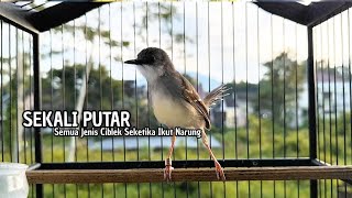 Download lagu suara burung CIBLEK SEMI GACOR Ngebren Ampuh untuk Pancingan Ciblek Kristal dan Masteran Ciblek mp3