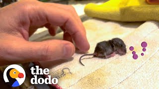 Guy Becomes Momma After Saving a Baby Mouse | The Dodo Little But Fierce
