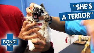 Aggressive Chihuahua Terrifies Vet | Full Episodes