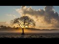 George Skaroulis -Tree of Life