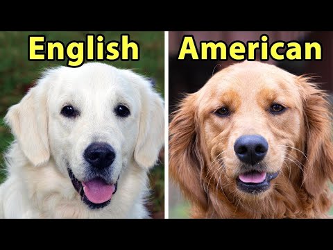 6 Differences Between American vs. English Golden Retrievers