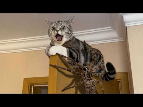 Cute Animal Moments That Completely Collapsed Into Comedy Gold 🤣🐾