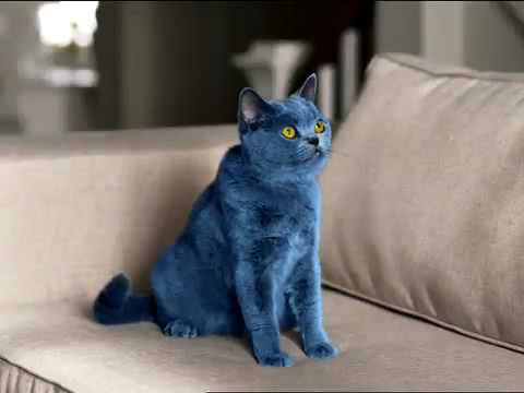 Smarties Blue Cat Commercial