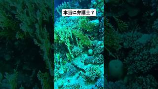 #政治 #中国 #本村弁護士