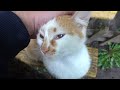 Orange White Cat Is The Mother Of Kittens From A Rented Apartment