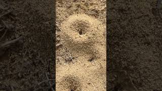 Download lagu Ants #ants #antcolony #pestcontrol #entomologist #entomology mp3 Download lagu Ants #ants #antcolony #pestcontrol #entomologist #entomology mp3