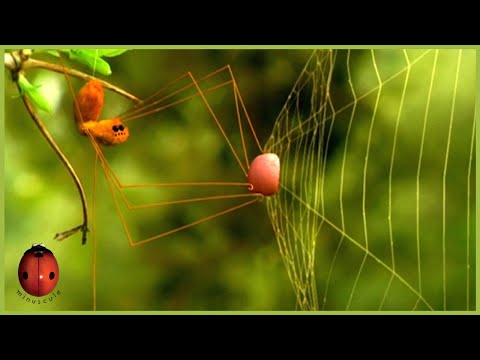 Chewing Gum | Minuscule 🍃 35' Compilation