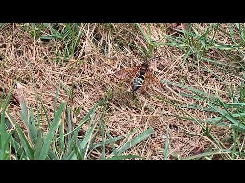 Lots of Cicada Killers Found in the Front Yard in Freehold, NJ