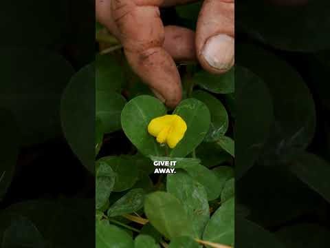 Pinto Peanut: The Soil-Feeding Lawn Alternative (Arachis pintoi)