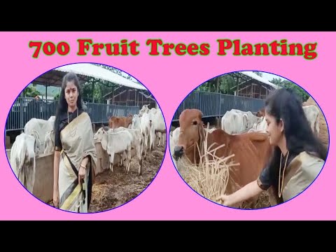 700 Fruit Trees Planting సింహాచలం కొత్త గోశాలలో 700  పళ్ళ  మొక్కలతో ఆనందవనం in Visakhapatnam,Vizagvision