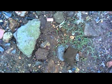 me feeding stray dog daisy at about 4 30pm  on 24th june 2015  in vasai mumbai india