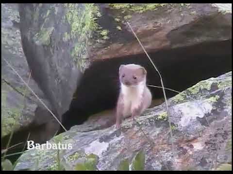 Comadreja  ( Mustela nivalis vulgaris )