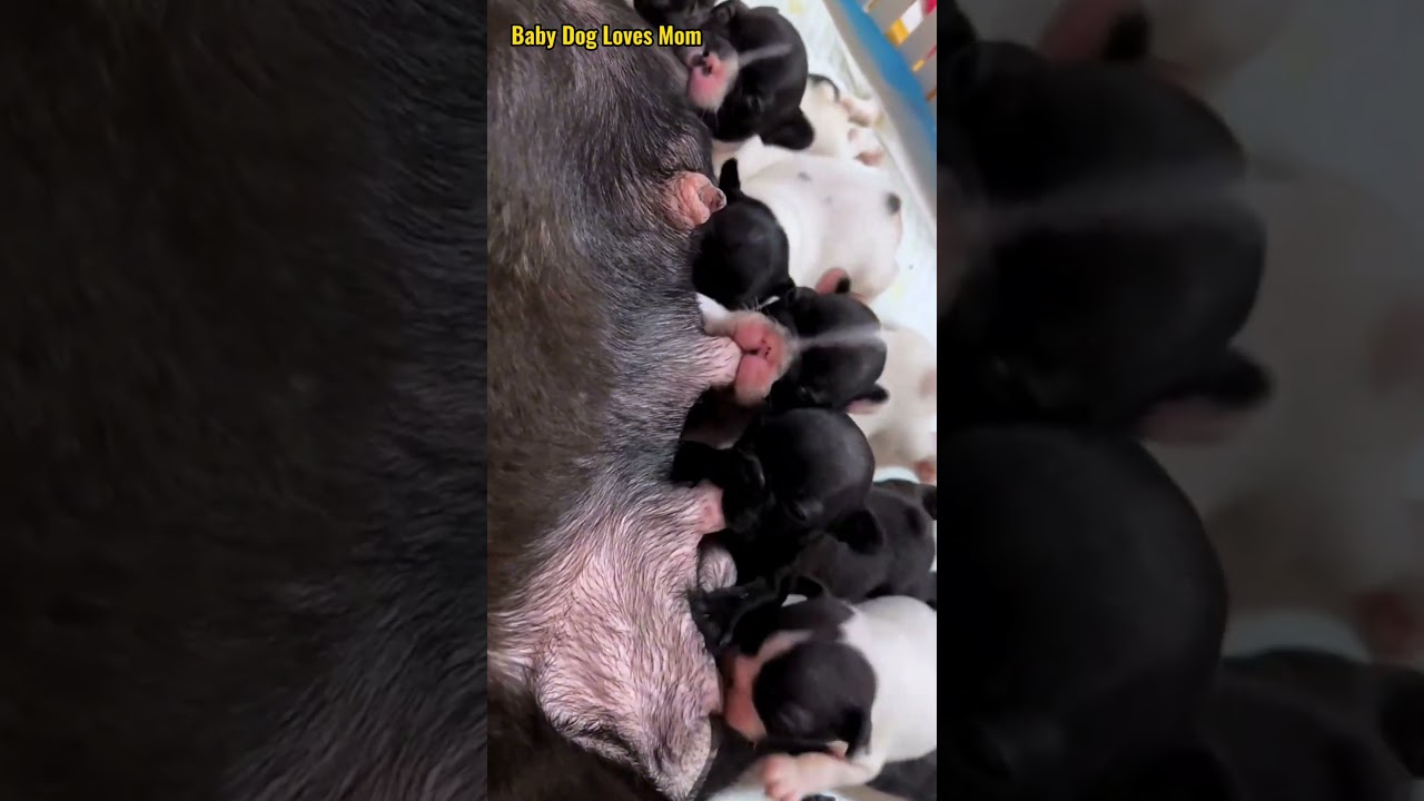 幸せを運ぶ子犬 #KoreaPuppies #JapanDogs