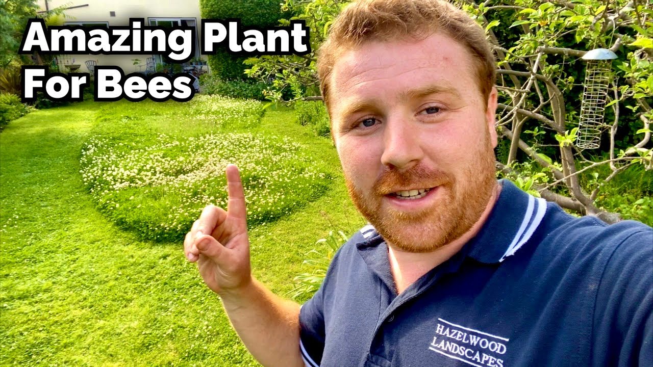 White Clover - The BEST Plant For Bees?