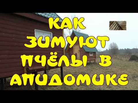 КАК ЗИМУЮТ ПЧЁЛЫ В АПИДОМИКЕ.