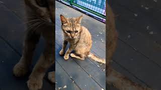 Download lagu Kucing Lagi Santai #kucing #shorts mp3