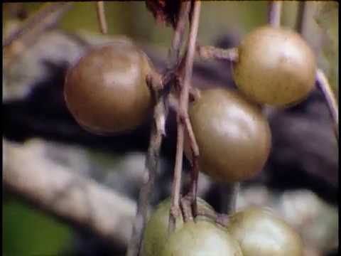 Grape Vineyard/ Loco Ball/ Sol Carroll (1977)