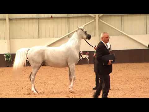 Memories of UKIAHS 2019 - UK International - Part 1 - Mares, 7-10 years old