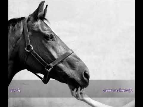 Tara Tiba - Sar Oomad Zemestoon ♪ ziruh