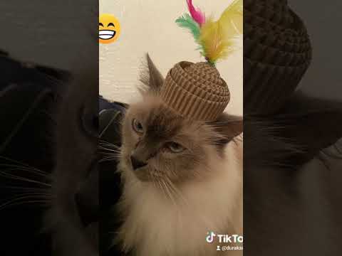 #cat #gatitos #gatos #gato