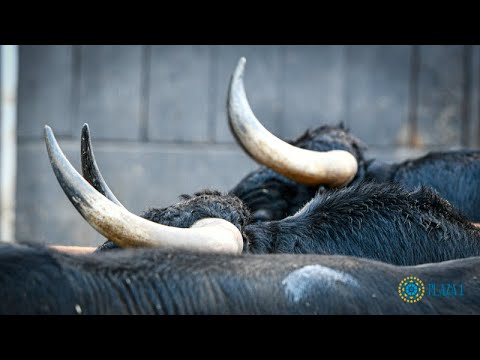 SORTEO | Novillada 1 octubre, Fuente Ymbro