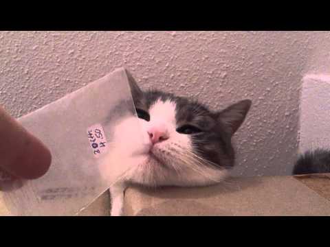 FUNNY CATS LINA & LUANA - LINA IS DREAMING