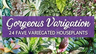 For the Love of Variegation! | 24 Fave Variegated Houseplants | Gorgeous Variegata Plants