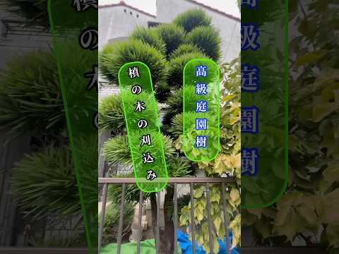 成長が早く、葉を落として視界から隠れない木  庭園