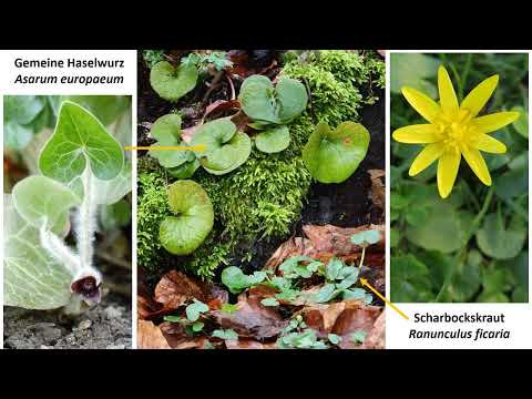 Scharbockskraut von giftiger Haselwurz unterscheiden