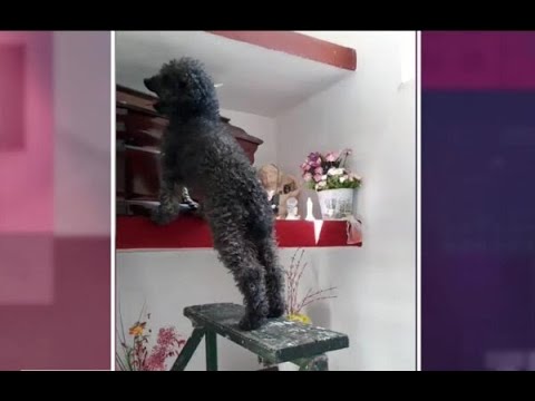 El amor incondicional de Benito por Johana