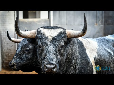 SORTEO | Novillos Vadellán y A. López Gibaja, 6 octubre