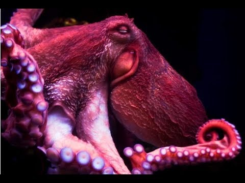Octopus, Octopus. Episode 20 of 37, Jacques Cousteau Odyssey. The real Life Aquatic