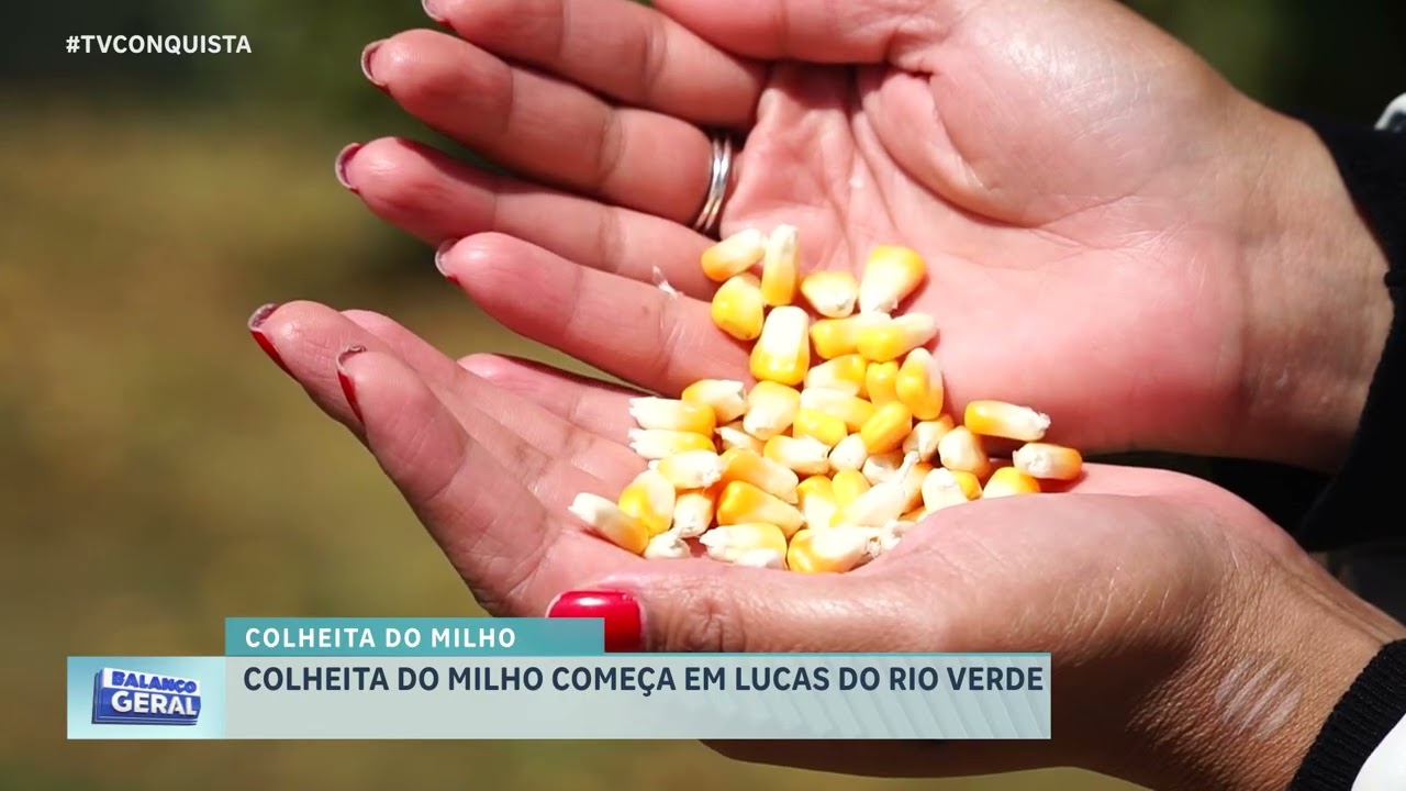 Colheita do milho começa em Lucas do Rio Verde com destaque para bom manejo no campo