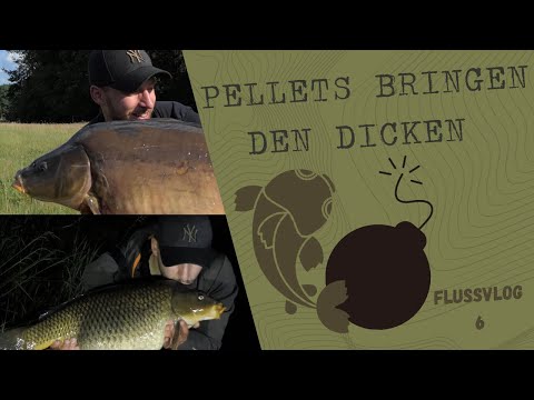 Fluss-Vlog 6 - Der Pellet-Plan geht auf - Neuer PB aus dem Fluss | Karpfenangeln im Fluss