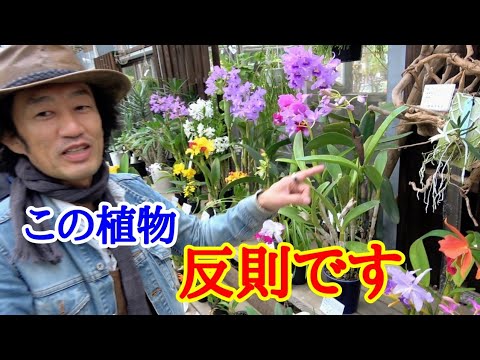 brise-vue-balcon-bambou-paravent-meubles-bois